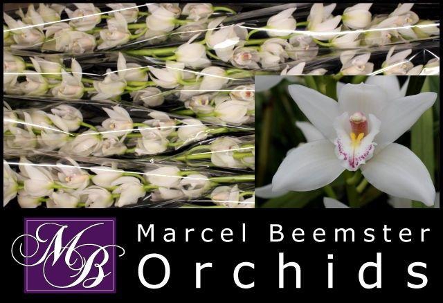 <h4>CYMB MI INSIGNE</h4>