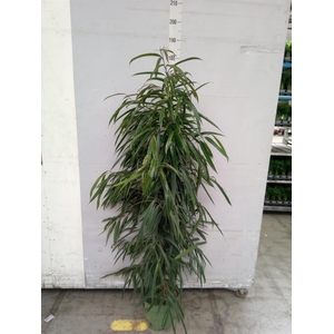 Ficus binn. 'Alii'