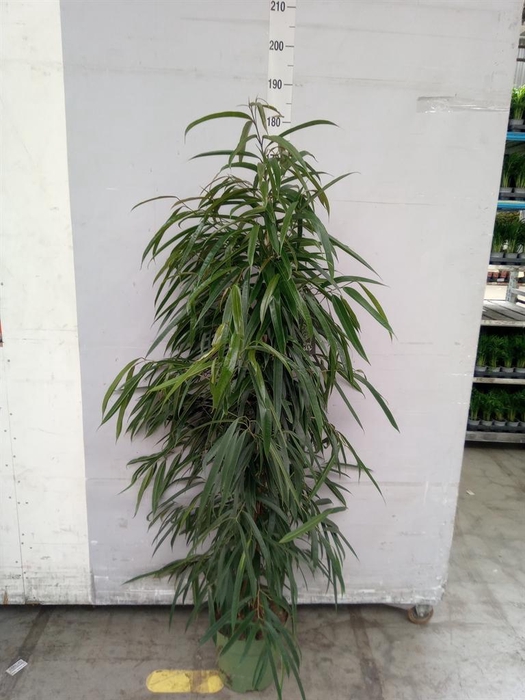 <h4>Ficus binn. 'Alii'</h4>