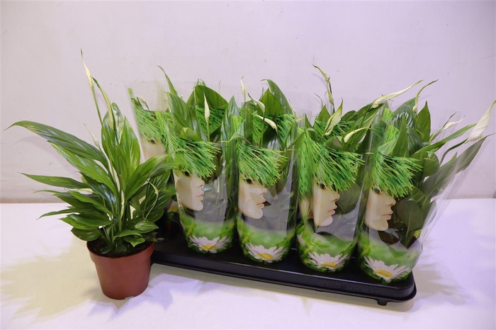 <h4>arr8 Spath Alana</h4>