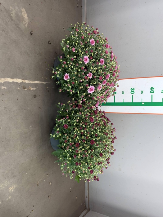 CHRYS GR ROSE/LILA IN SCHAAL 23