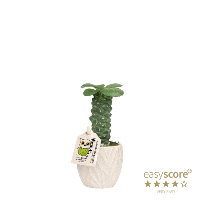 <h4>EUPHORBIA RITCHIEI P7 LEAF SAND</h4>