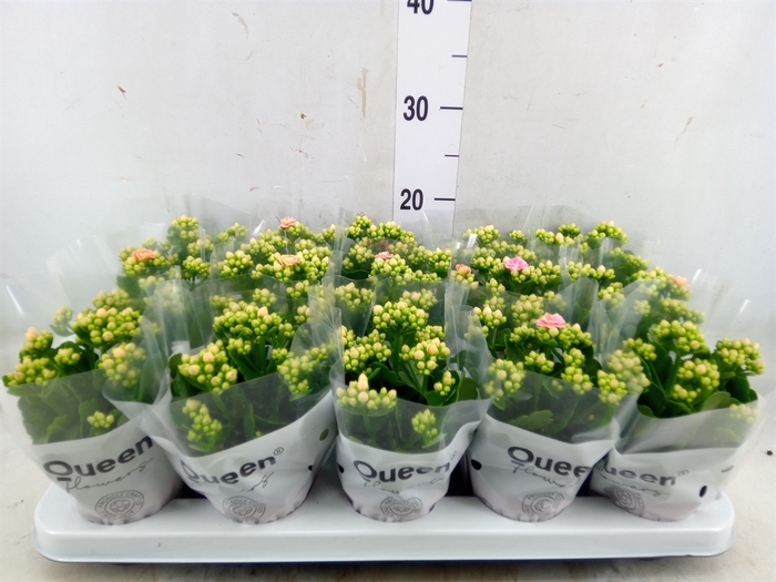 <h4>Kalanchoe  'Claraq2'</h4>