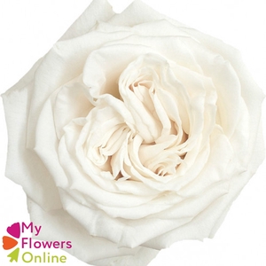 R Gr Playa Blanca White 70cm EC