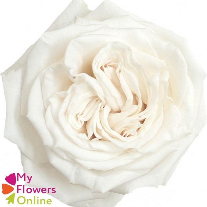 R Gr Playa Blanca White 70cm EC