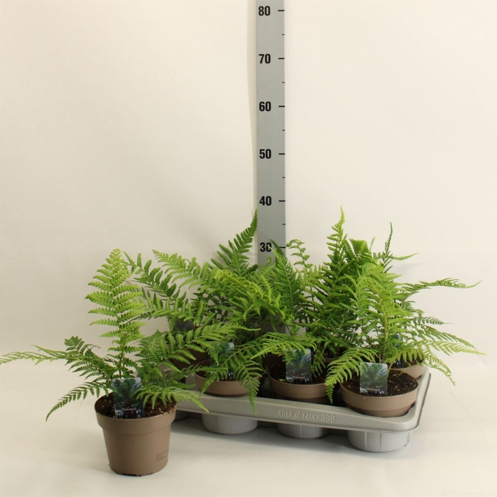 <h4>Dicksonia antarctica</h4>