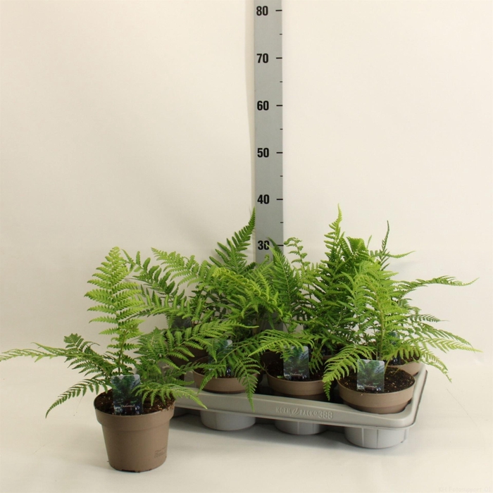 <h4>Dicksonia antarctica</h4>