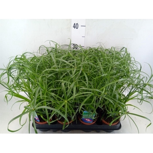 Cyperus alternifolius