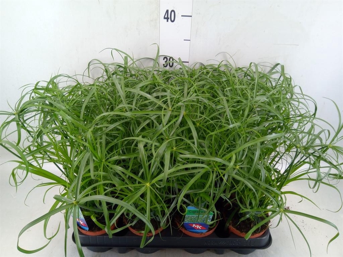 <h4>Cyperus alternifolius</h4>