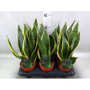 Sansevieria trifa. 'Futura Superba'
