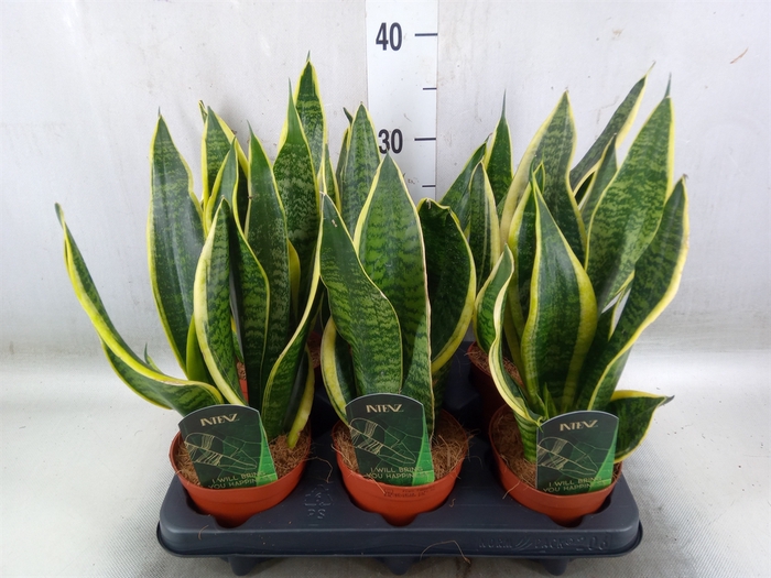 <h4>Sansevieria trifa. 'Futura Superba'</h4>