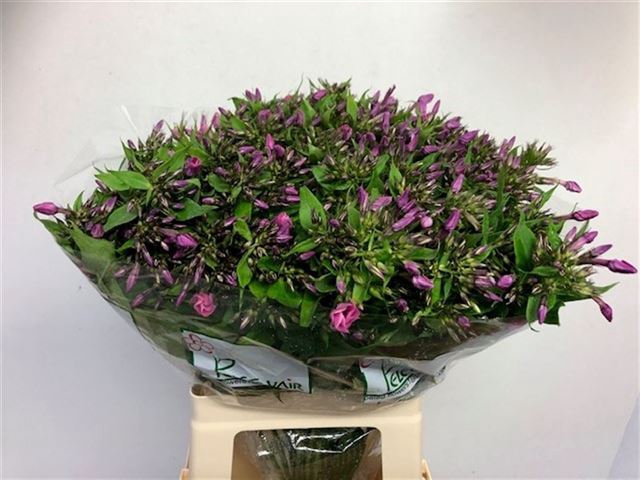 <h4>PHLOX P LOLLIPINK</h4>