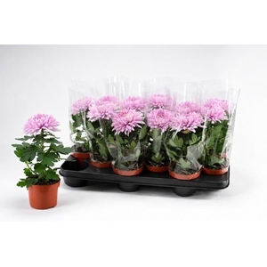 CHRYS SUPNOVA PINK