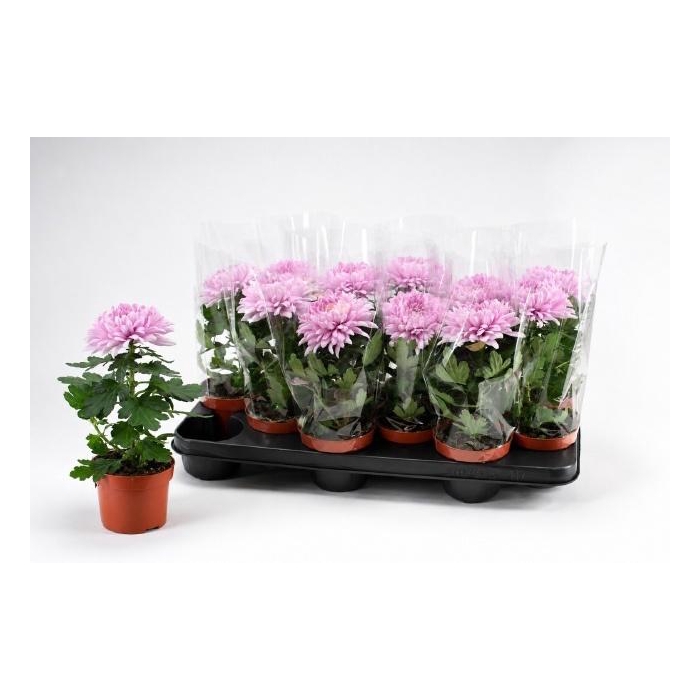 <h4>CHRYS SUPNOVA PINK</h4>