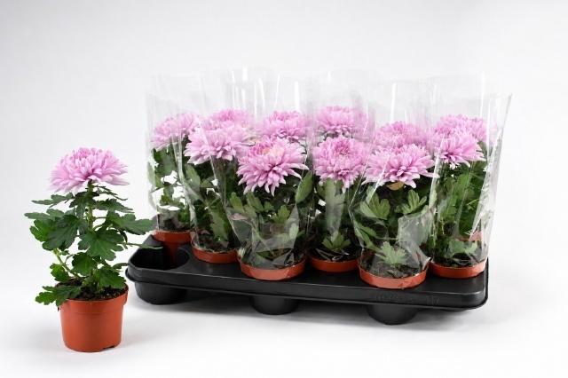 CHRYS SUPNOVA PINK