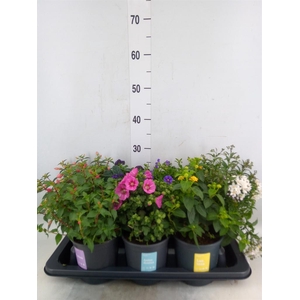 Kuipplanten   ...mix        [Patio]