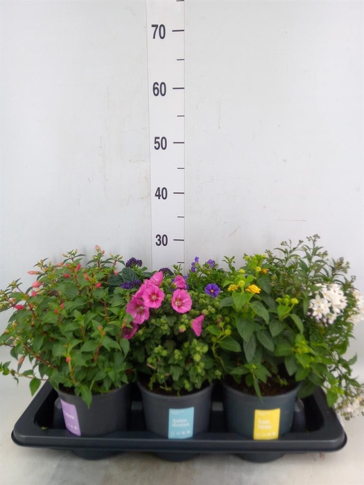 <h4>Kuipplanten   ...mix        [Patio]</h4>