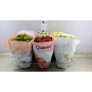 Kalanchoe blos.   ..rosebud mix GR