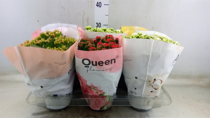 <h4>Kalanchoe blos.   ..rosebud mix GR</h4>