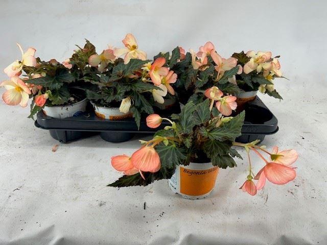 <h4>Begonia Waterfall Angel Soft Orange</h4>