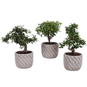 Bonsai Indoor Mix Ø12cm Mix B/S Shape in Ø 15cm Ceramic NT668