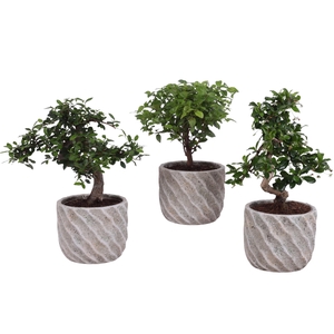 Bonsai Indoor Mix Ø12cm Mix B/S Shape in Ø 15cm Ceramic NT668