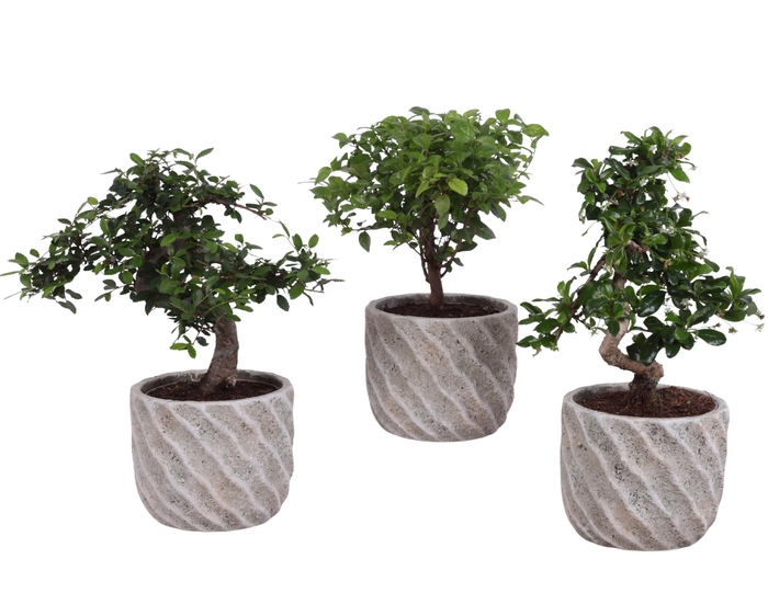<h4>Bonsai Indoor Mix Ø12cm Mix B/S Shape in Ø 15cm Ceramic NT668</h4>