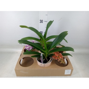 Rhynchostylis gig. 'Aromatiq Evoke'