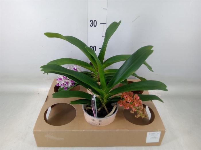 <h4>Rhynchostylis gig. 'Aromatiq Evoke'</h4>