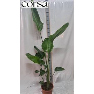 STRELITZIA NICOLAI