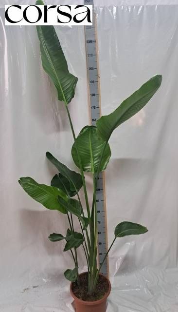 <h4>STRELITZIA NICOLAI</h4>
