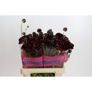 Ranunculus Romance Perigord
