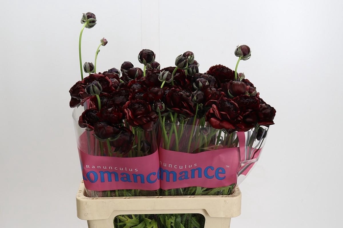 <h4>Ranunculus Romance Perigord</h4>