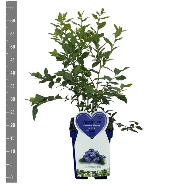 <h4>Vaccinium c. Bluecrop 5 liter blauwe pot (Blauwe bes)</h4>