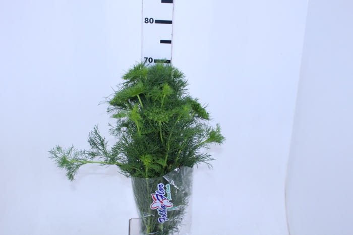 AMMI MAJUS VISNAGA CASABLANCA 070 CM