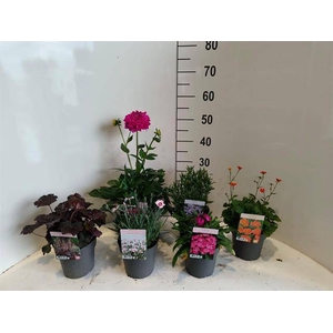 Vaste planten (Perrenial) mix