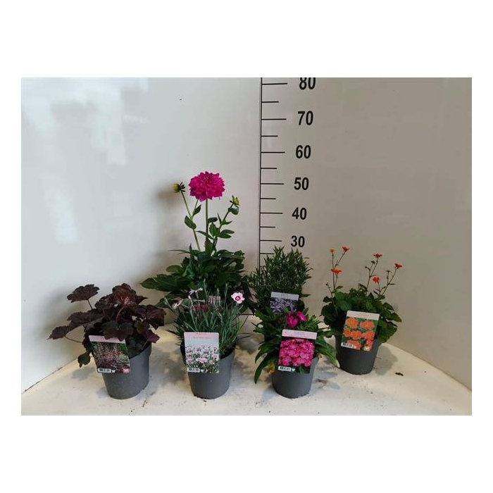 <h4>Vaste planten (Perrenial) mix</h4>