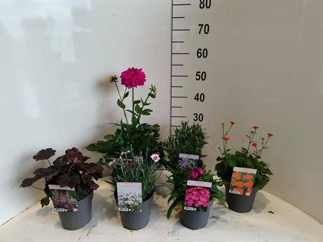 Vaste planten (Perrenial) mix