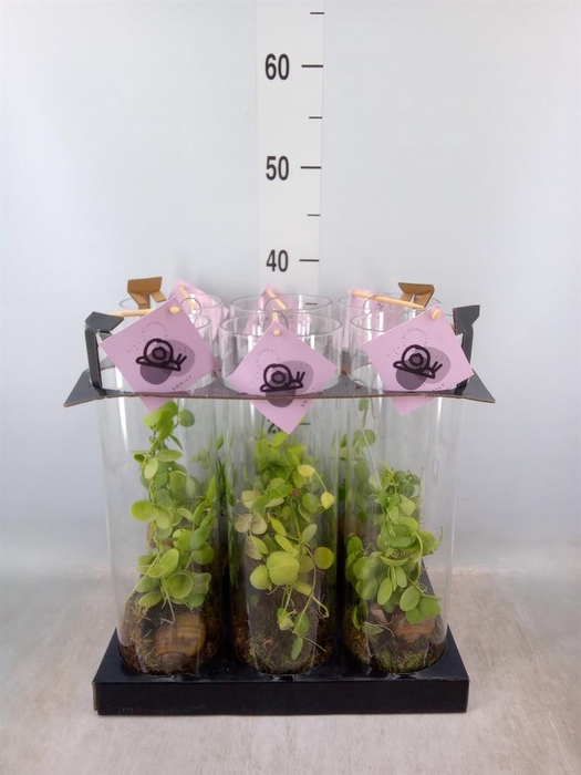 <h4>Arr.  Dischidia</h4>