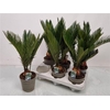 Cycas Revoluta 7+++