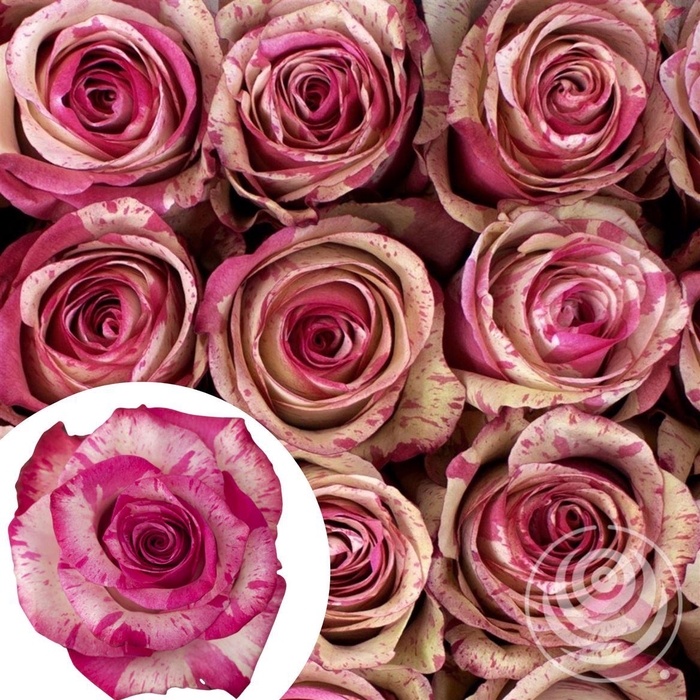 <h4>R Eq Magic Times</h4>