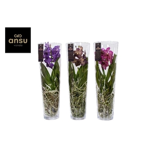 Vanda glasvaas Lisanne 70cm mix