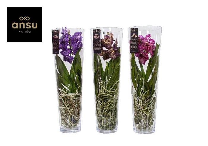 <h4>Vanda glasvaas Lisanne 70cm mix</h4>
