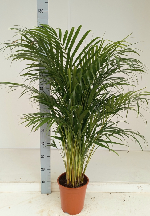 <h4>DYPSIS LUTESCENS</h4>