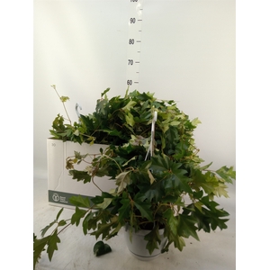 Cissus rhombifolia 'Ellen Danica'