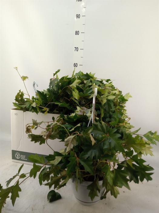 <h4>Cissus rhombifolia 'Ellen Danica'</h4>