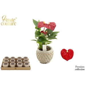 Anthurium 6 cm Micra in Marrakesh ceramics