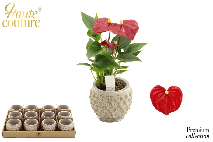 <h4>Anthurium 6 cm Micra in Marrakesh ceramics</h4>