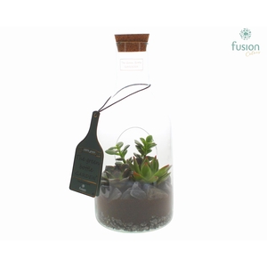 Green Bottle Fles Small met Succulenten
