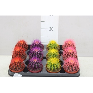 Echinocactus Rainbow Mix